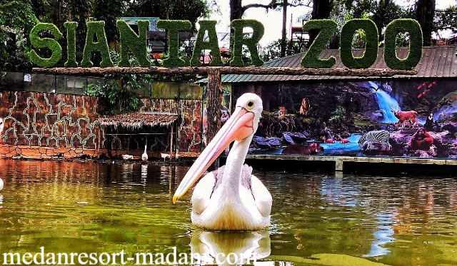 Wisata Murah dan Edukatif Ini Daya Tarik Taman Hewan Pematang Siantar