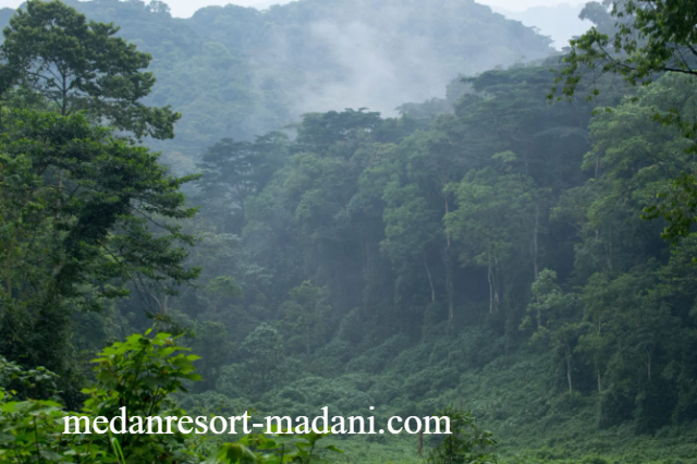 Mengenal Ekosistem Hutan Tropis Kongo